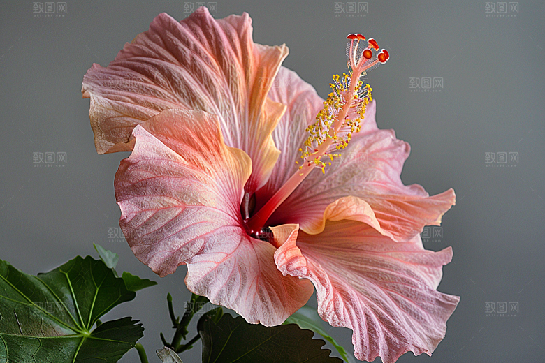 木槿花夏季木棉摄影图