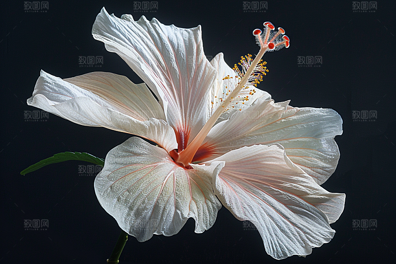 木槿花唯美夏季摄影图