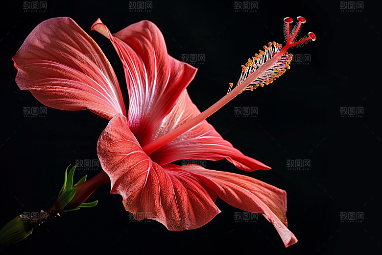 木槿花唯美花卉摄影图