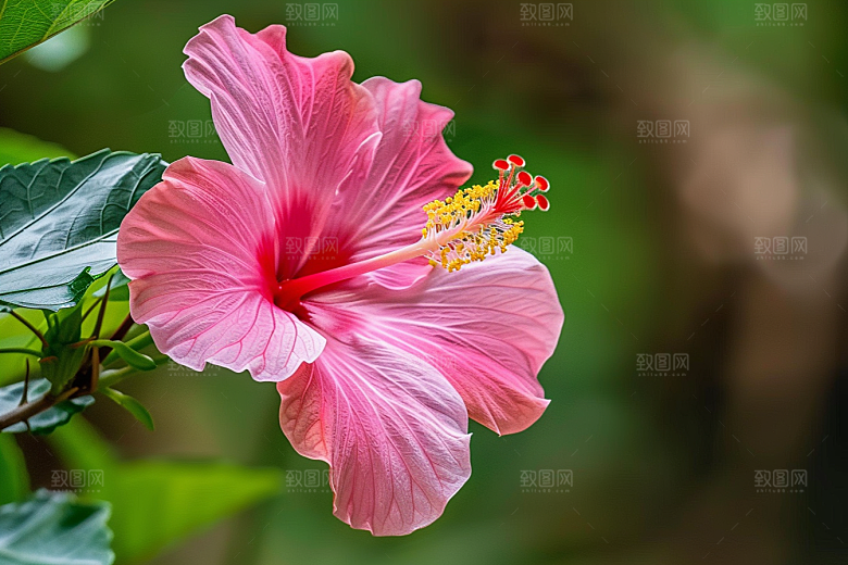 木槿花木棉高清摄影图