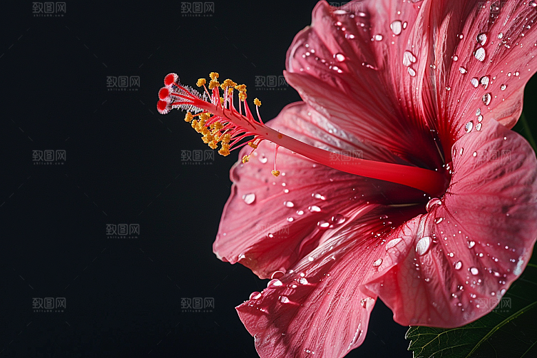 木槿花夏季木棉摄影图