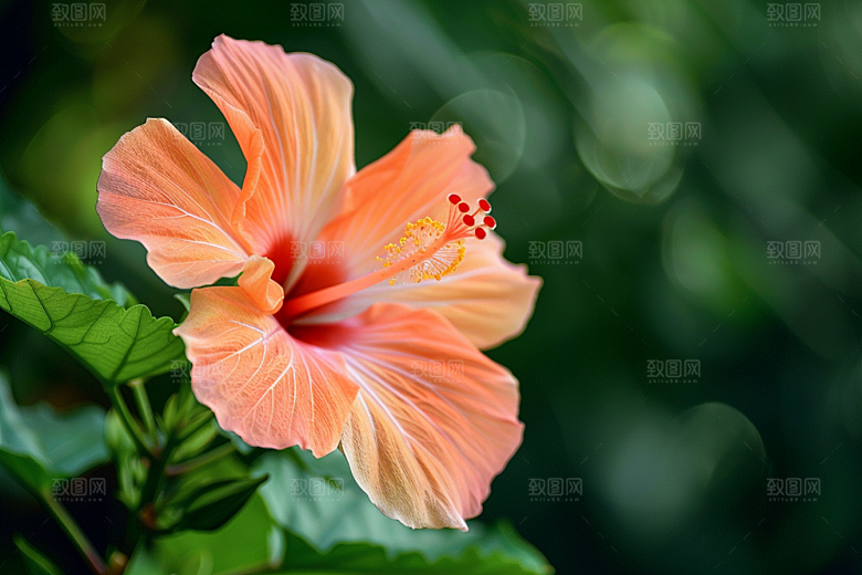 木槿花清新花朵摄影图