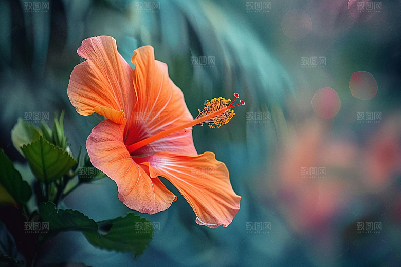 木槿花夏天花朵摄影图
