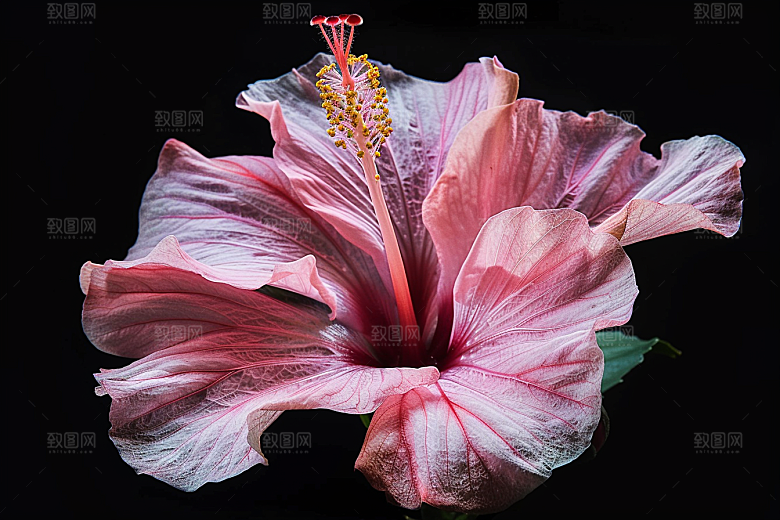 木槿花木棉夏季摄影图