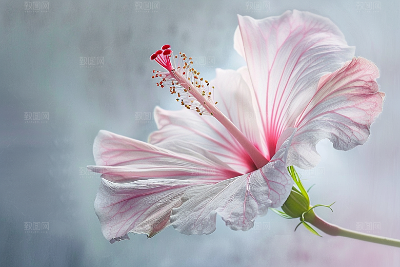 木槿花木棉唯美摄影图