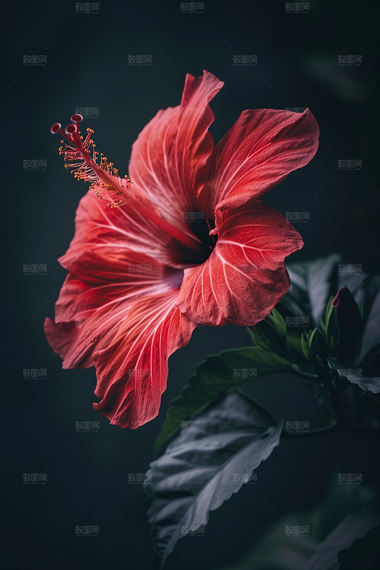 木槿花木棉夏天摄影图