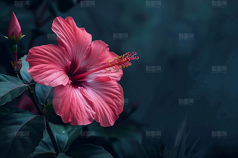 木槿花花卉清新摄影图