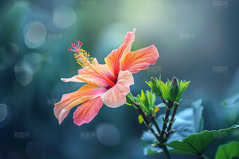 木槿花彩色植物摄影图