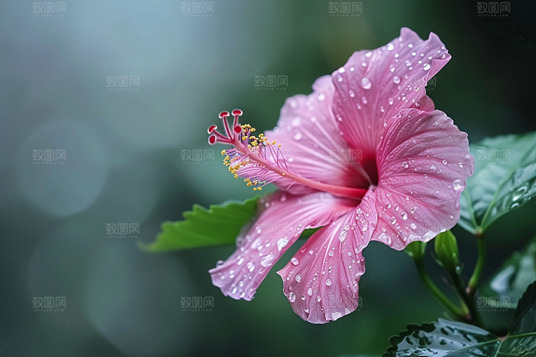 木槿花木棉高清摄影图