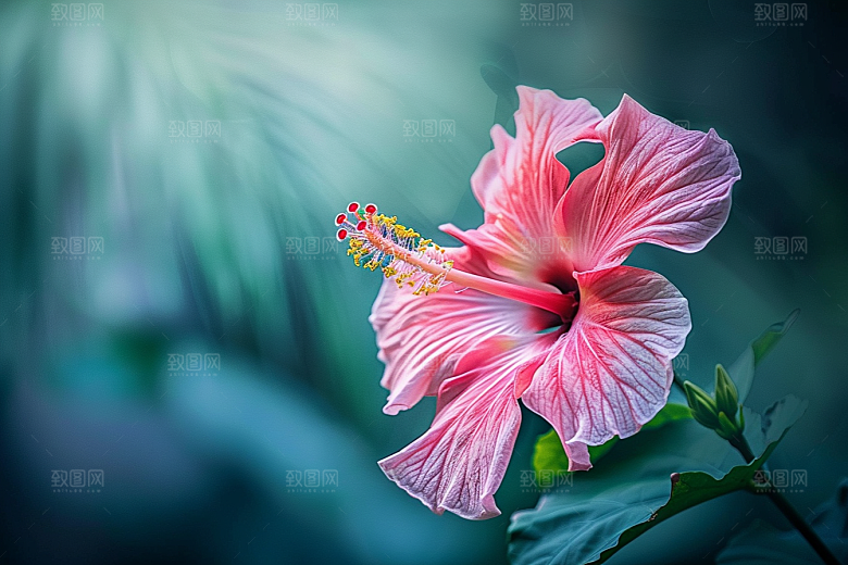木槿花清新夏天摄影图