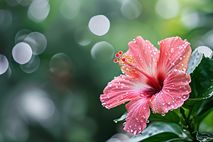 木槿花花朵清新摄影图