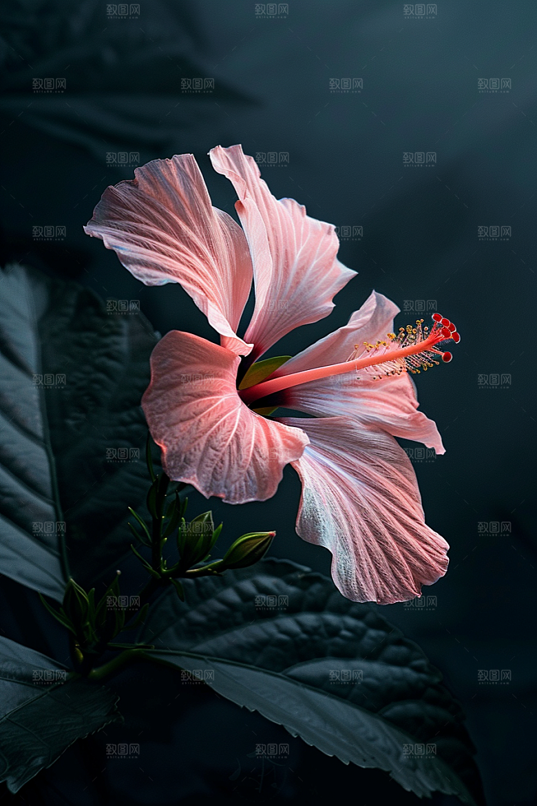 木槿花花卉植物摄影图