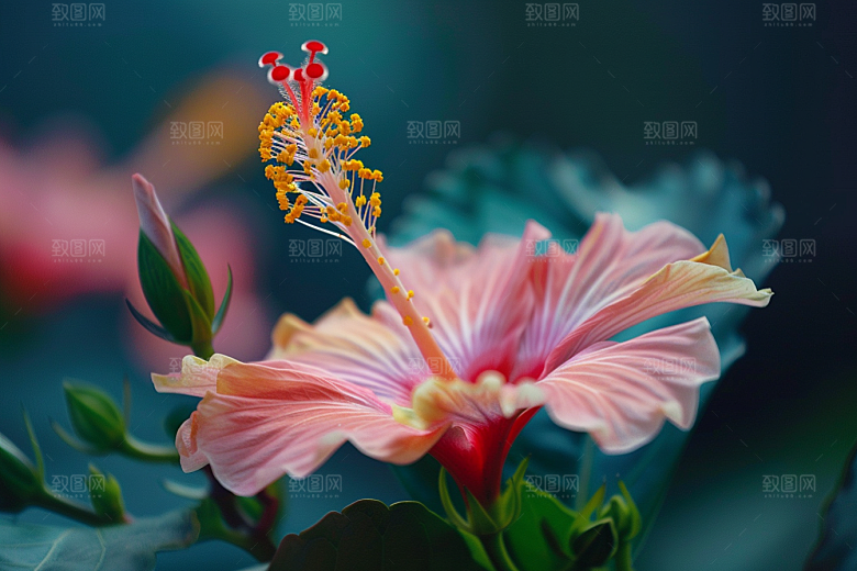 木槿花唯美花朵摄影图