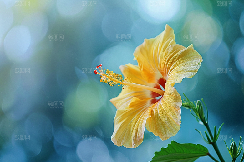 木槿花高清夏季摄影图