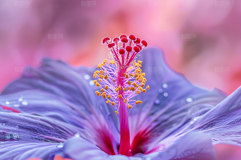 木槿花夏季木棉摄影图