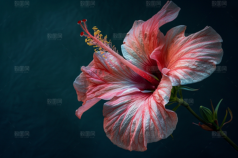 木槿花彩色高清摄影图