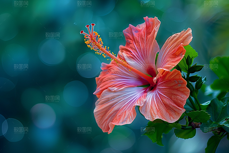 木槿花花朵自然摄影图