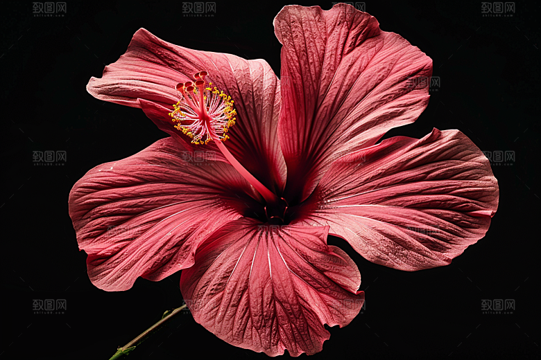 木槿花夏季花朵摄影图
