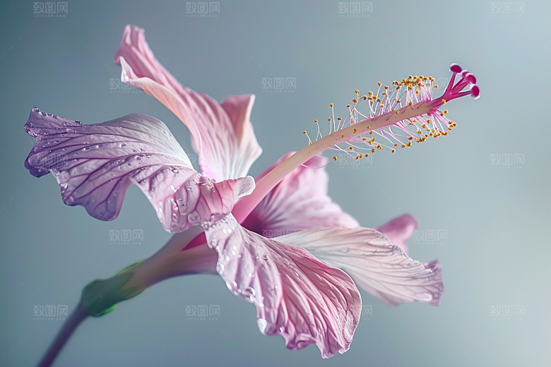 木槿花自然夏天摄影图