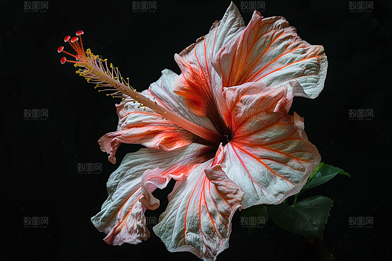 木槿花夏季自然摄影图