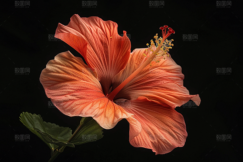 木槿花花卉彩色摄影图