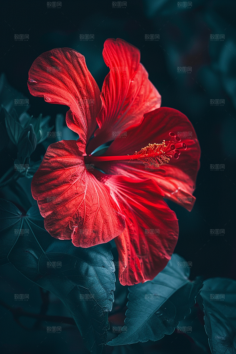 木槿花花卉花朵摄影图