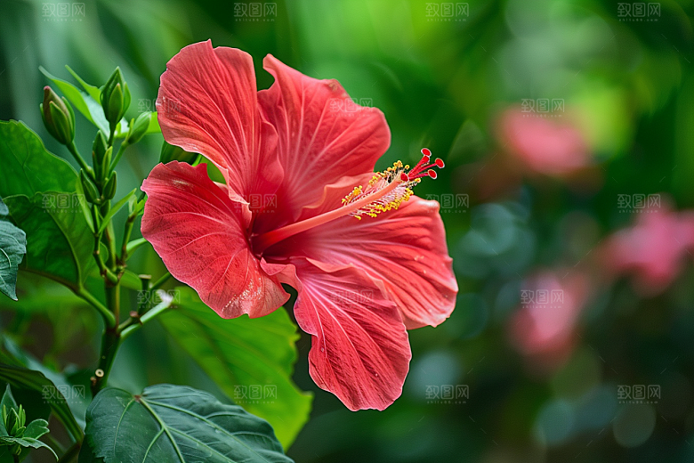 木槿花夏季自然摄影图