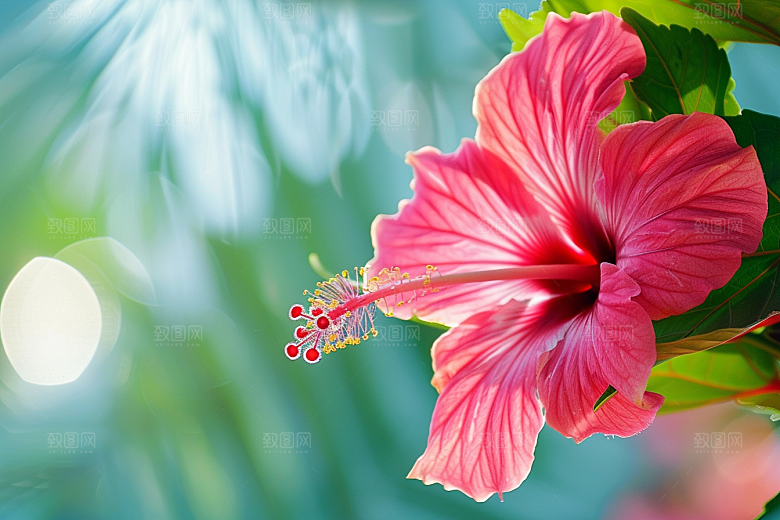 木槿花高清夏天摄影图