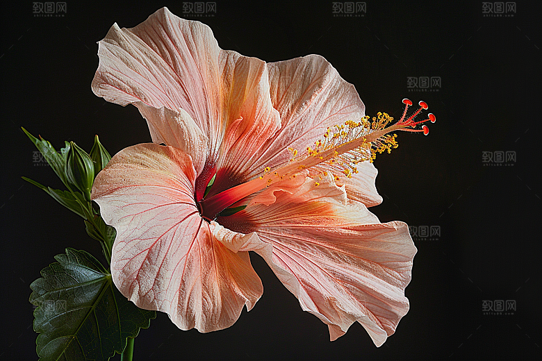 木槿花唯美自然摄影图