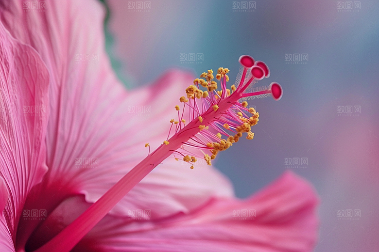 木槿花花卉唯美摄影图