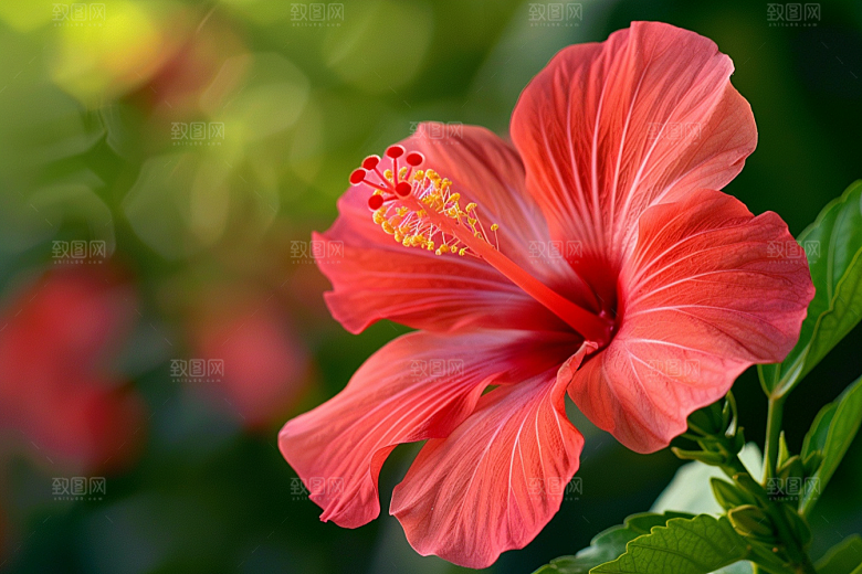 木槿花唯美夏季摄影图