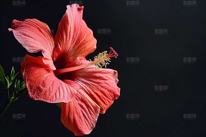木槿花自然夏天摄影图
