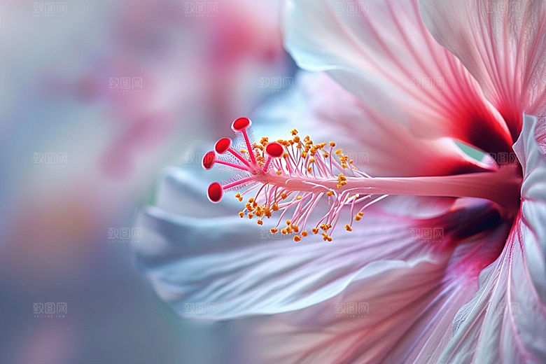 木槿花彩色夏天摄影图