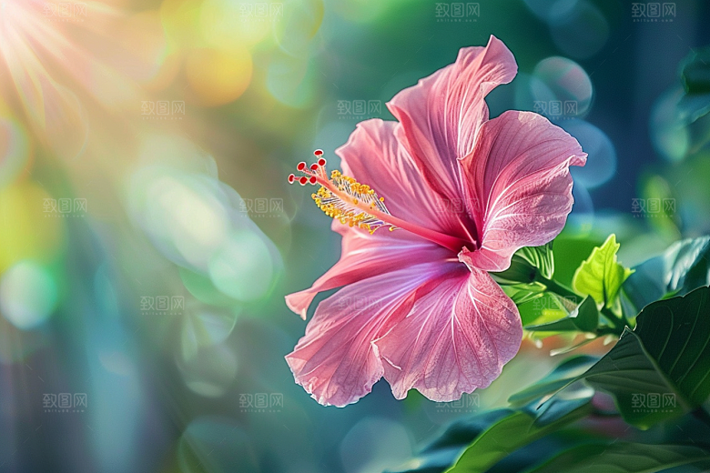 木槿花夏天花朵摄影图