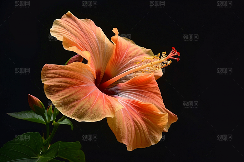 木槿花植物唯美摄影图