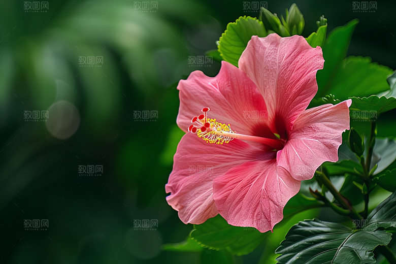 木槿花清新夏季摄影图