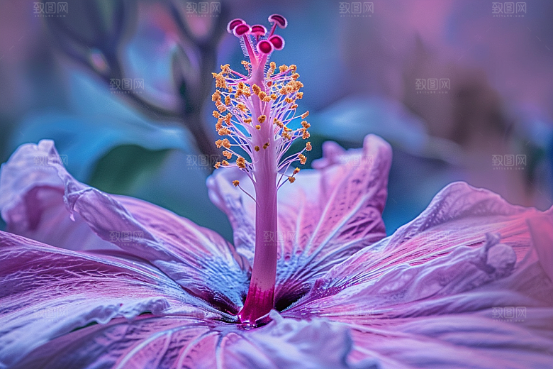木槿花彩色自然摄影图