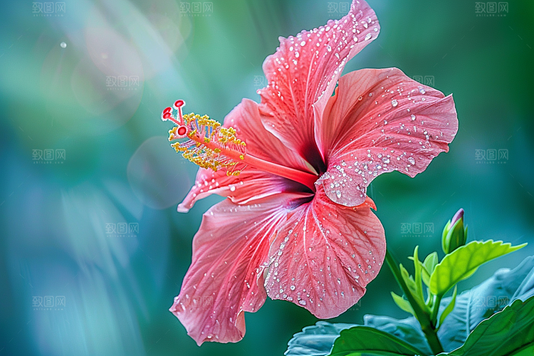 木槿花木棉高清摄影图