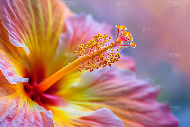 木槿花木棉花卉摄影图