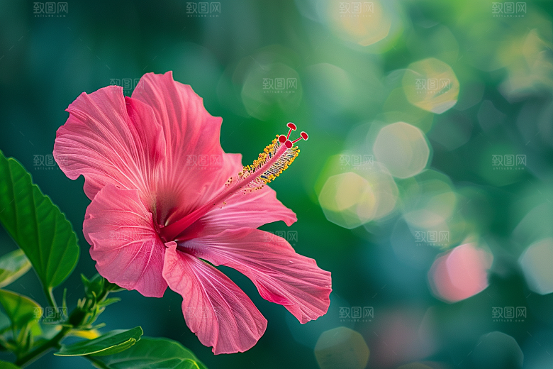 木槿花植物夏季摄影图
