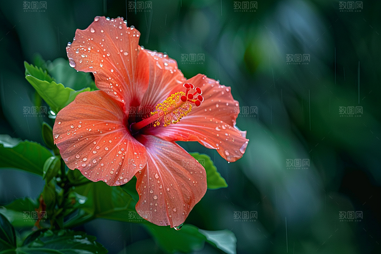 木槿花夏季植物摄影图