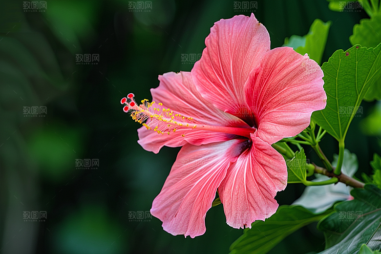木槿花彩色唯美摄影图