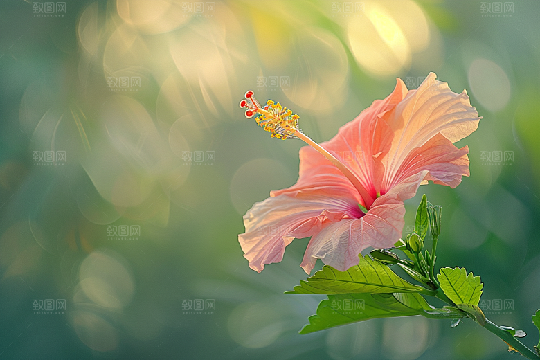 木槿花清新自然摄影图