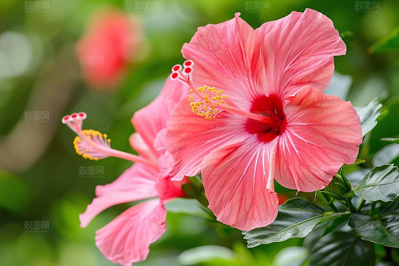 木槿花唯美花朵摄影图