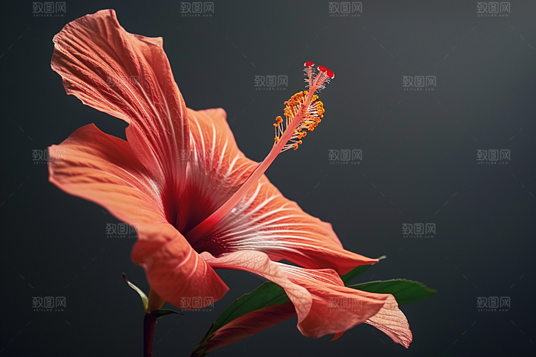 木槿花唯美夏季摄影图