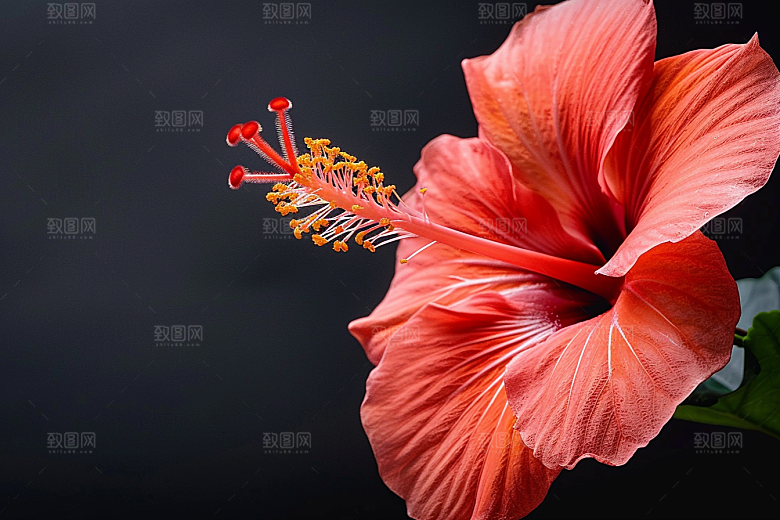 木槿花清新夏天摄影图