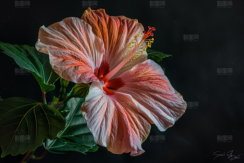 木槿花夏天高清摄影图