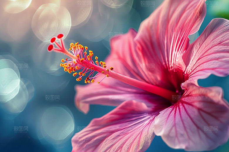 木槿花清新自然摄影图