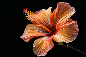 木槿花花朵彩色摄影图