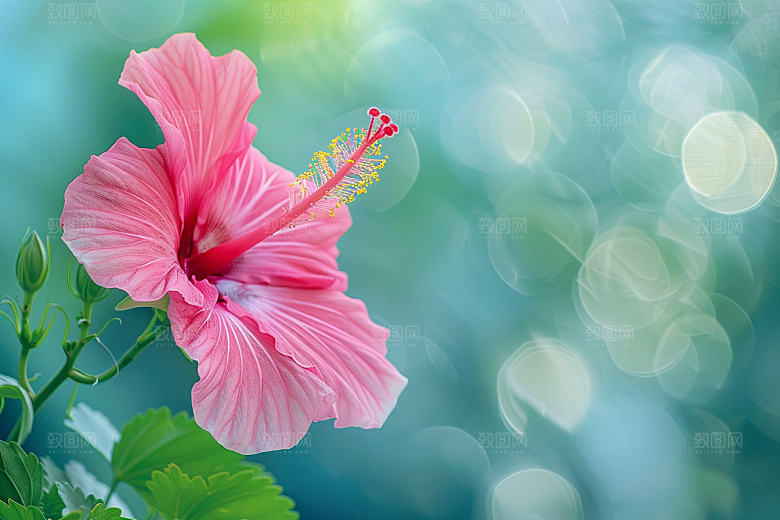 木槿花唯美花朵摄影图